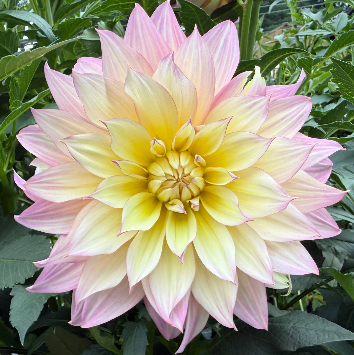 Garden of Love (Japan) - Tuber