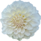 Irish Ruffles - Tuber