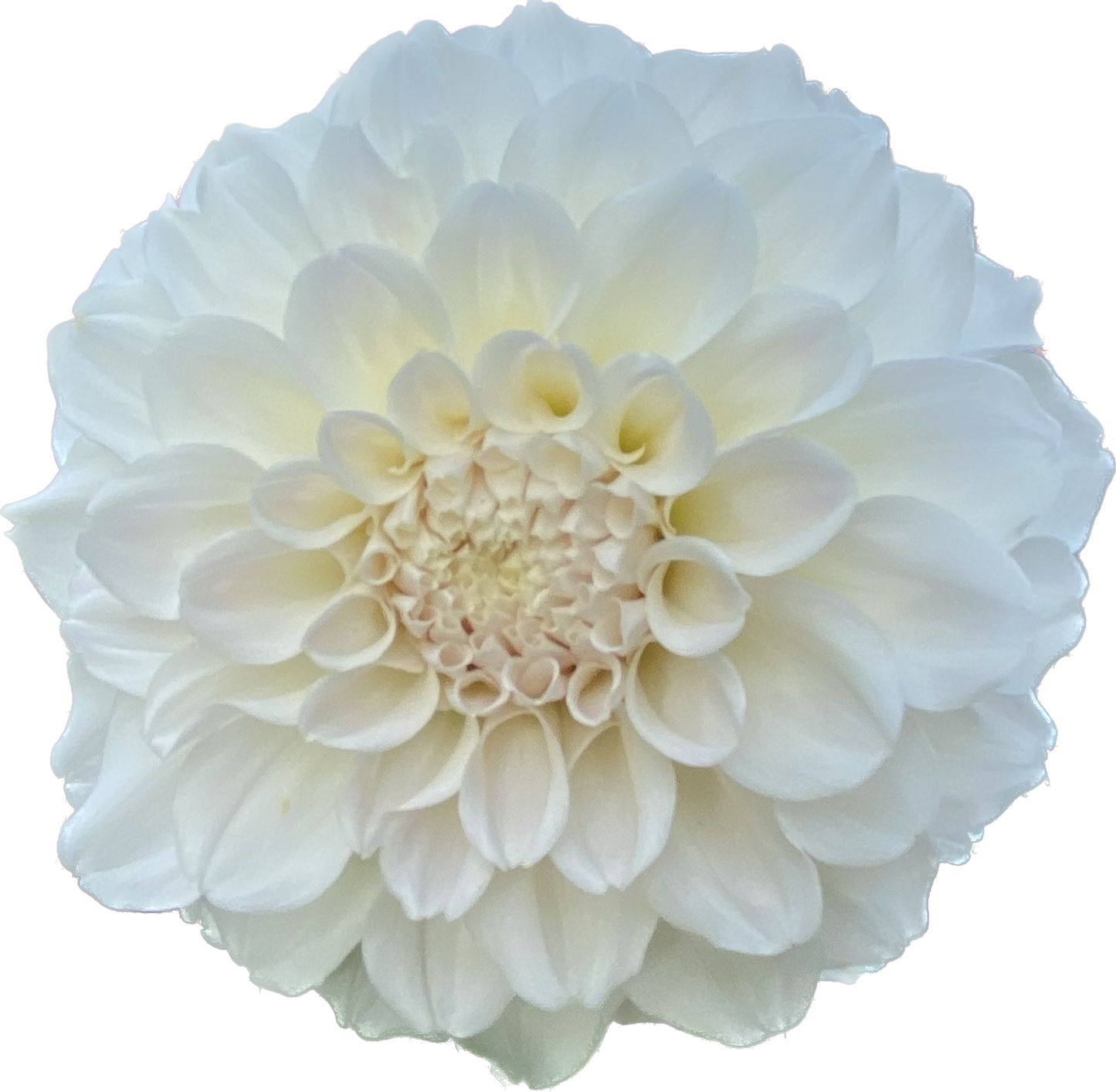 Irish Ruffles - Tuber