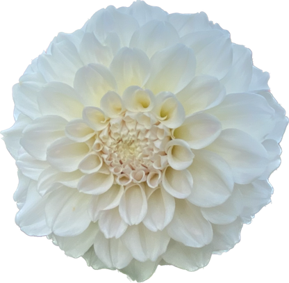 Irish Ruffles - Tuber