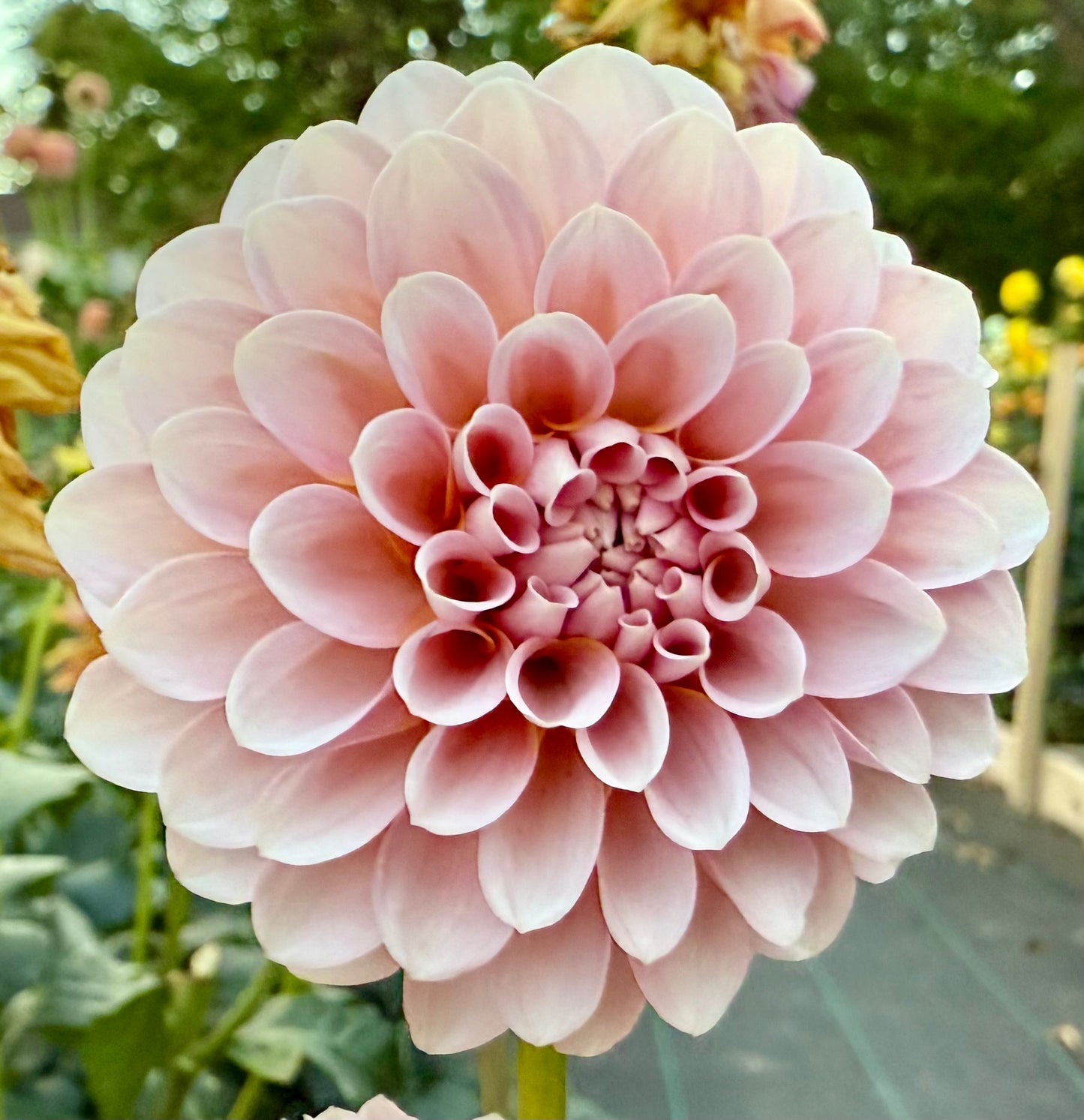 Bell’s Sienna Rose - Tuber