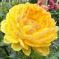 Sandia Gold - Tuber