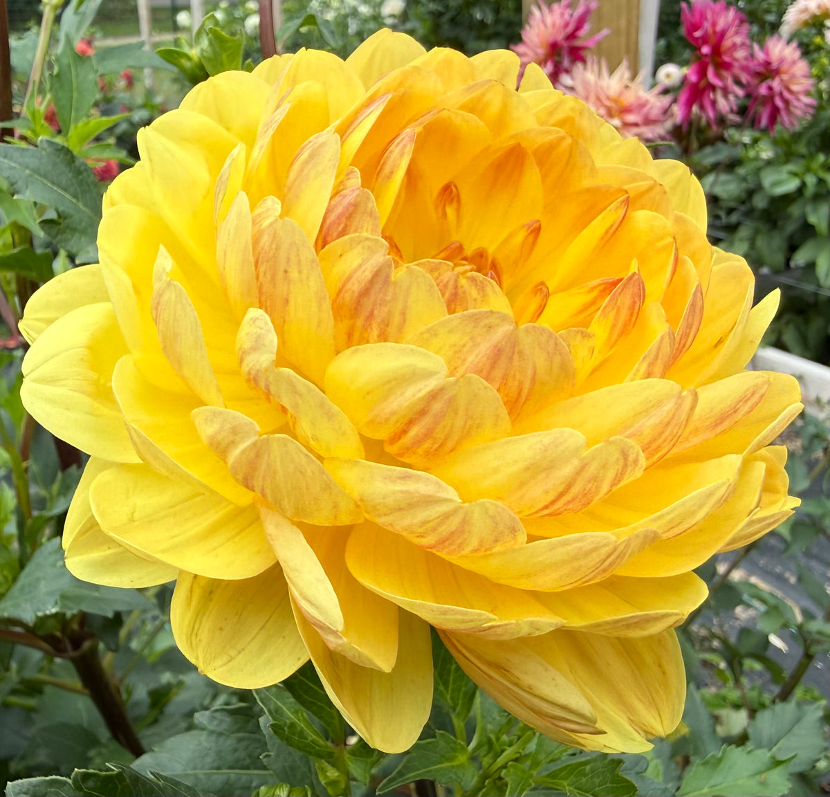 Sandia Gold - Tuber