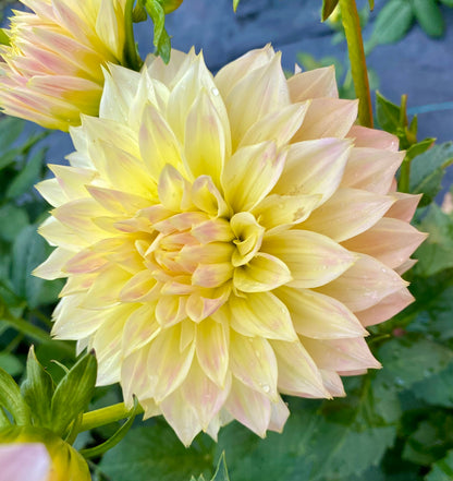 Bloomquist Cream - Tuber