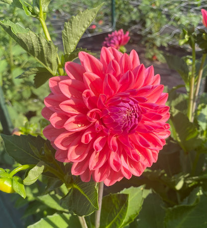 Bloomquist Curt - Tuber