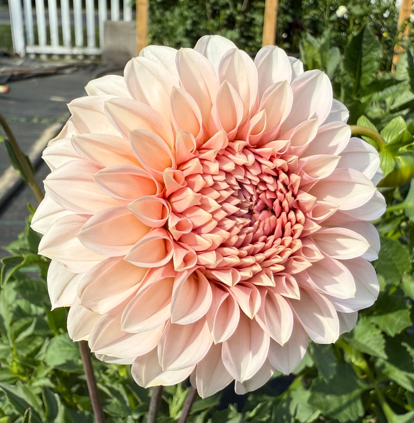 RM Baby Girl - Tuber