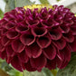 Moor Place - Tuber