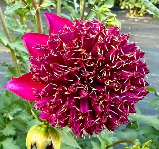 Bloomquist Obeisance - Tuber