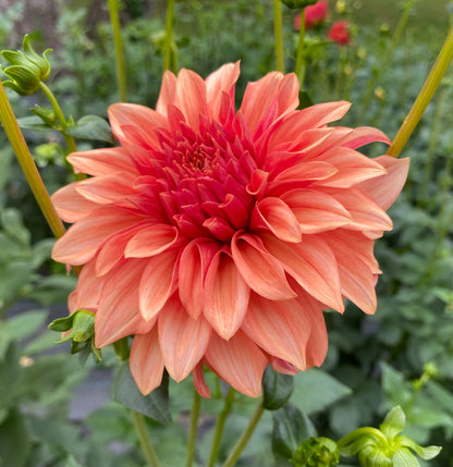 Bloomquist Pleasing - Tuber