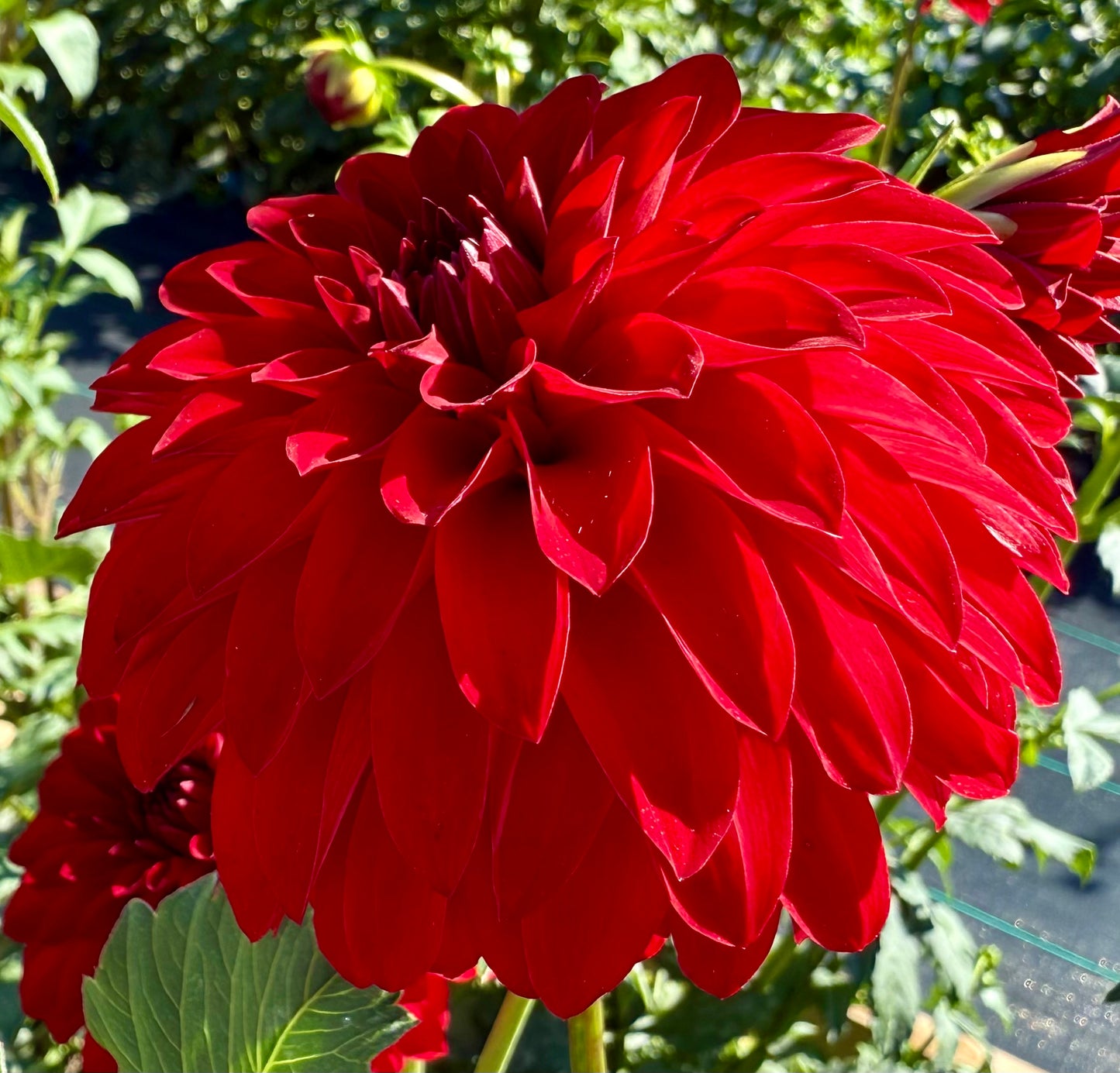 River’s Cherry Bomb - Tuber