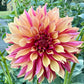 River’s Elizabeth - Tuber