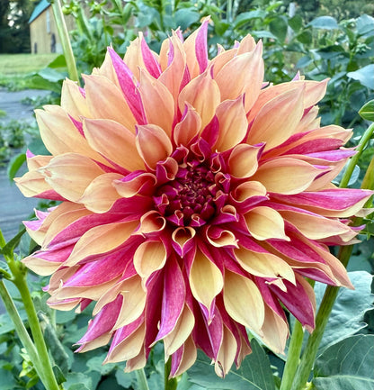 River’s Elizabeth - Tuber