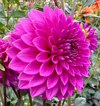 Bloomquist Ruby - Tuber