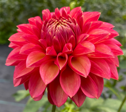 Camano Mystery - Tuber