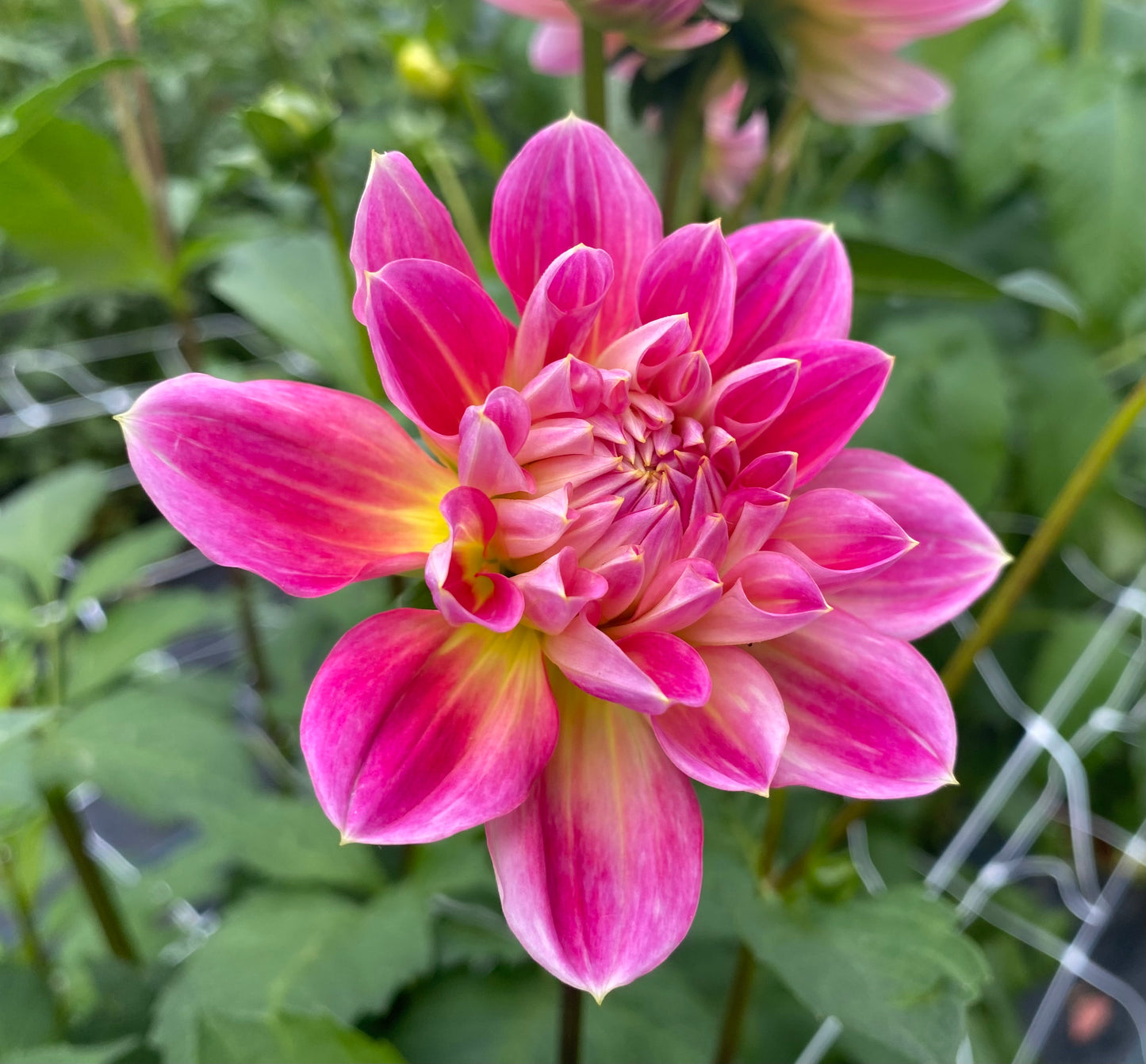 Hapet Elite - Tuber - LIMIT 1