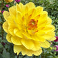 Sandia Gold - Tuber