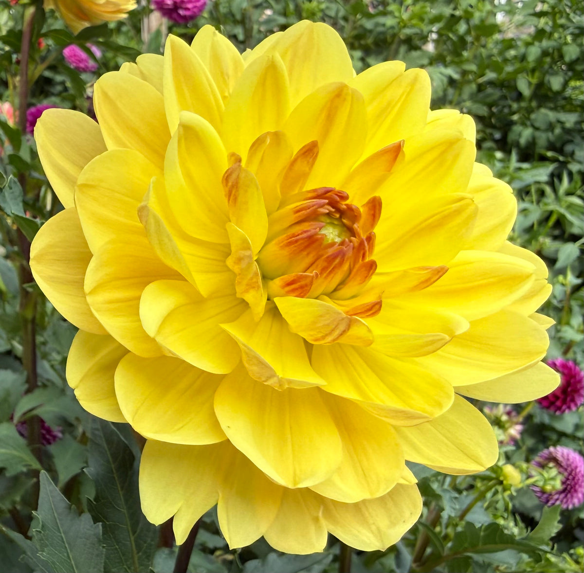 Sandia Gold - Tuber