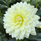Sandia Showboat - Tuber