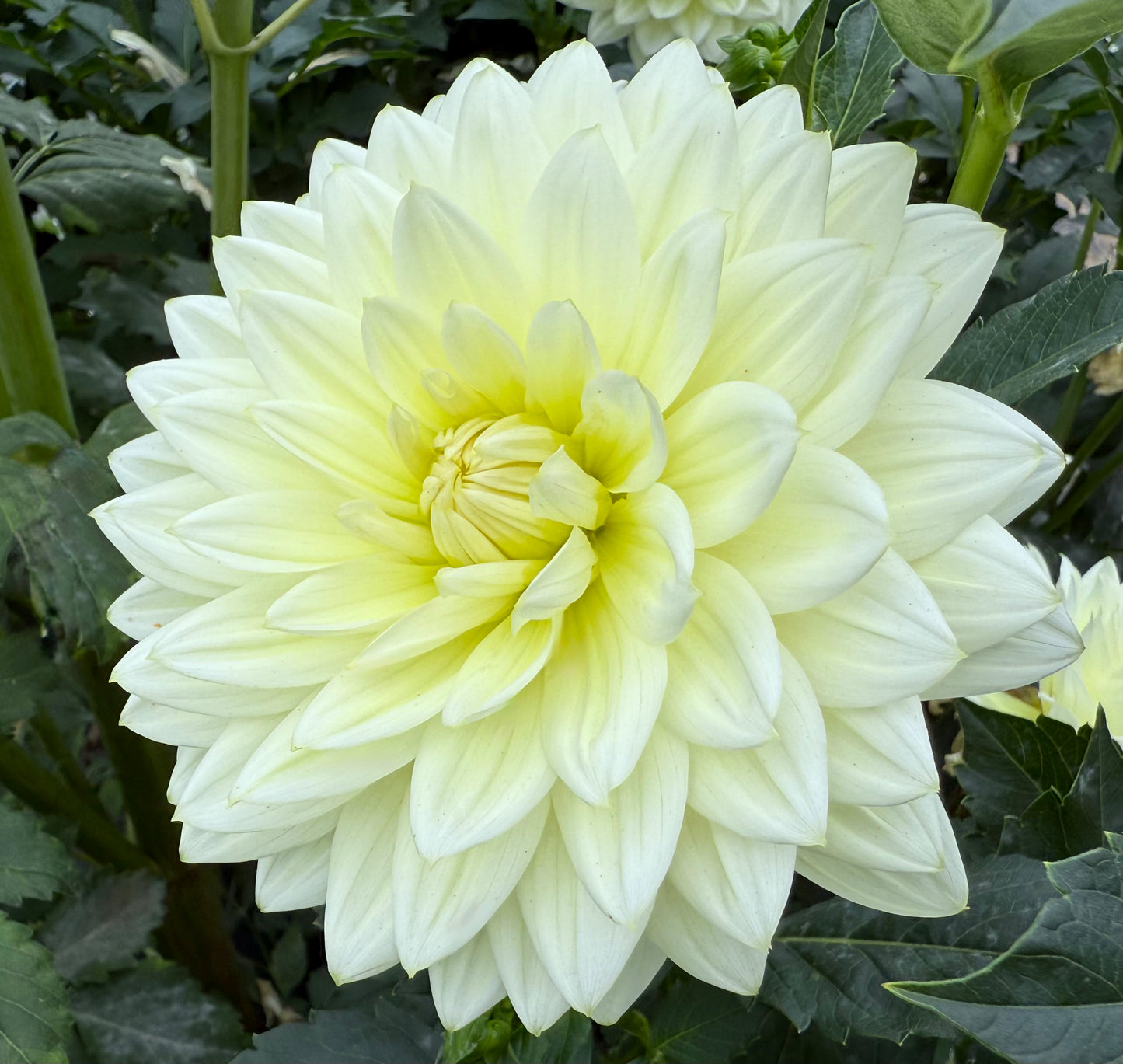 Sandia Showboat - Tuber