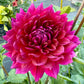 Hollyhill Pandora - Tuber