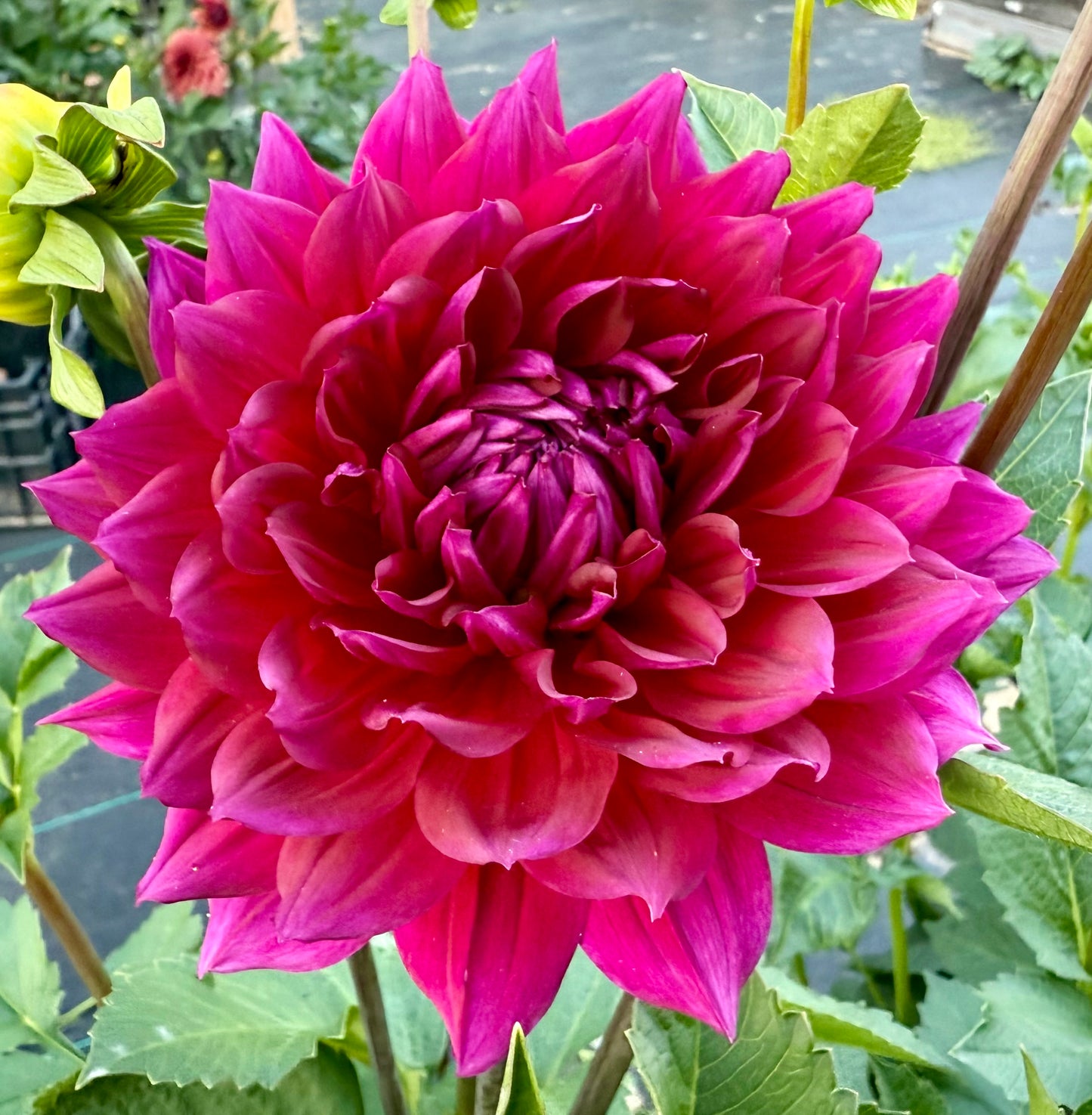 Hollyhill Pandora - Tuber
