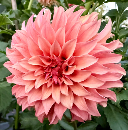 River’s Can’t Elope - Tuber