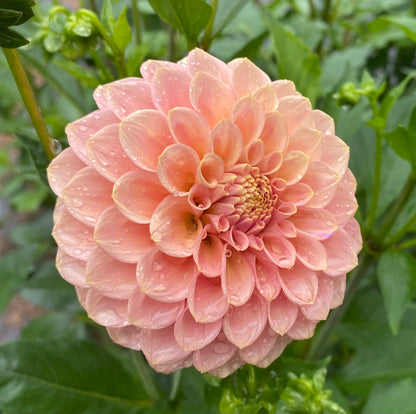 Rock Run Ashley - Tuber