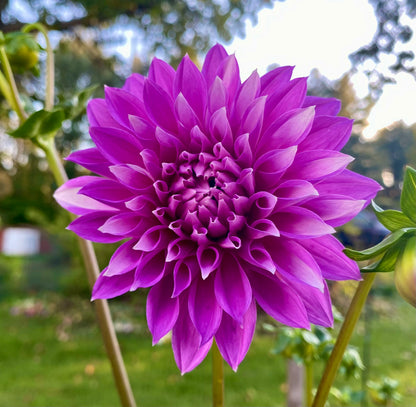 WB’s Misbehavin’ - Tuber