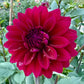River’s Cleopatra - Tuber