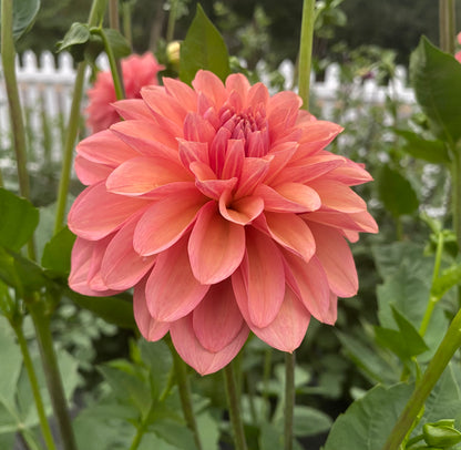 Bloomquist Philly - Tuber