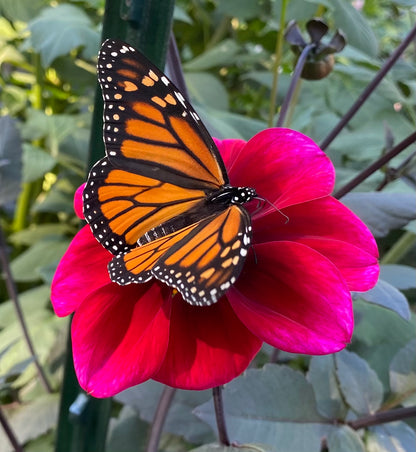 Bloomquist Rich Color - Tuber