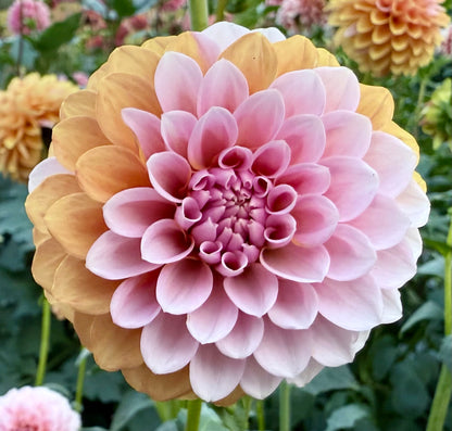 Bell’s Sienna Rose - Tuber