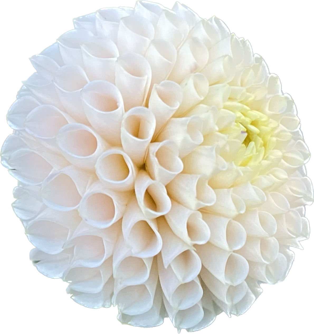 Irish D Porter - Tuber