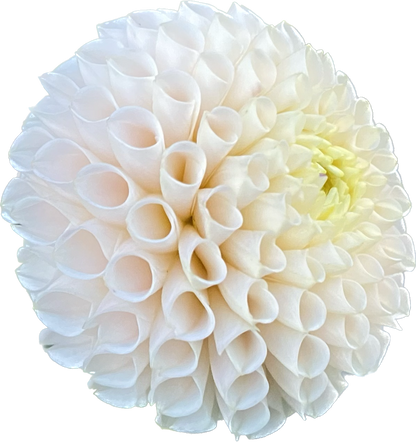 Irish D Porter - Tuber