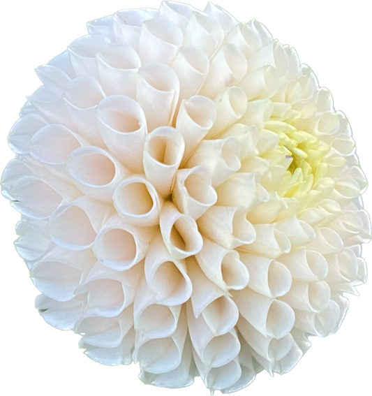 Irish D Porter - Tuber