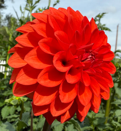 WB’s Molten Lava - Tuber