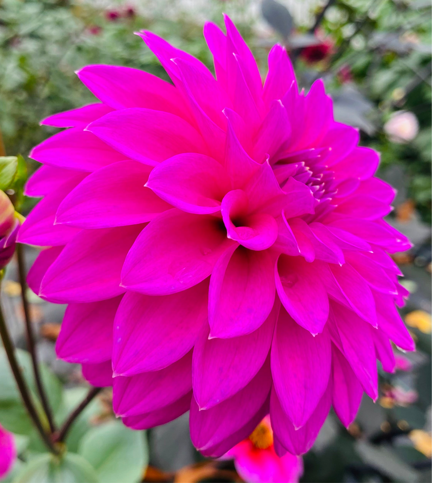 Bloomquist Ruby - Tuber