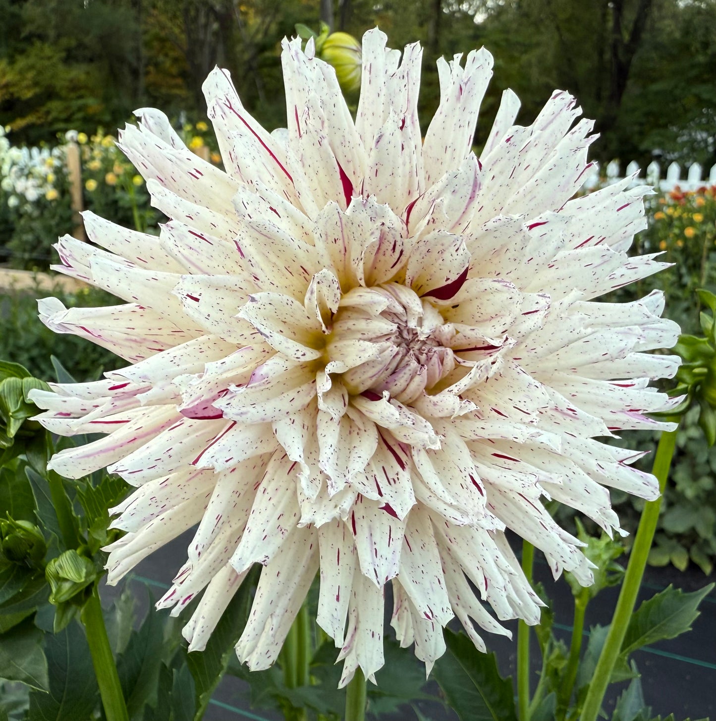 River’s Ripple - Tuber