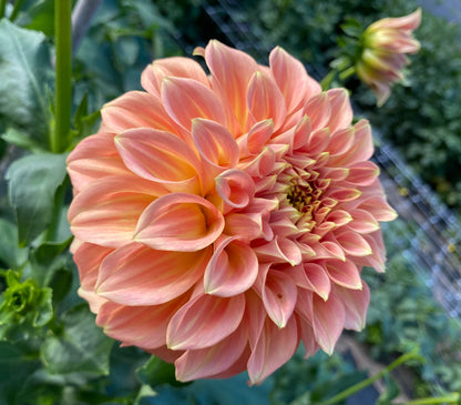 Bracken Palomino - Tuber