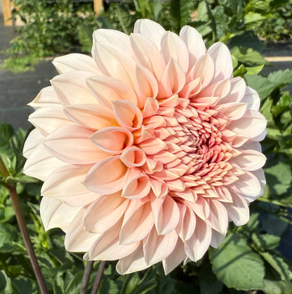 RM Baby Girl - Tuber