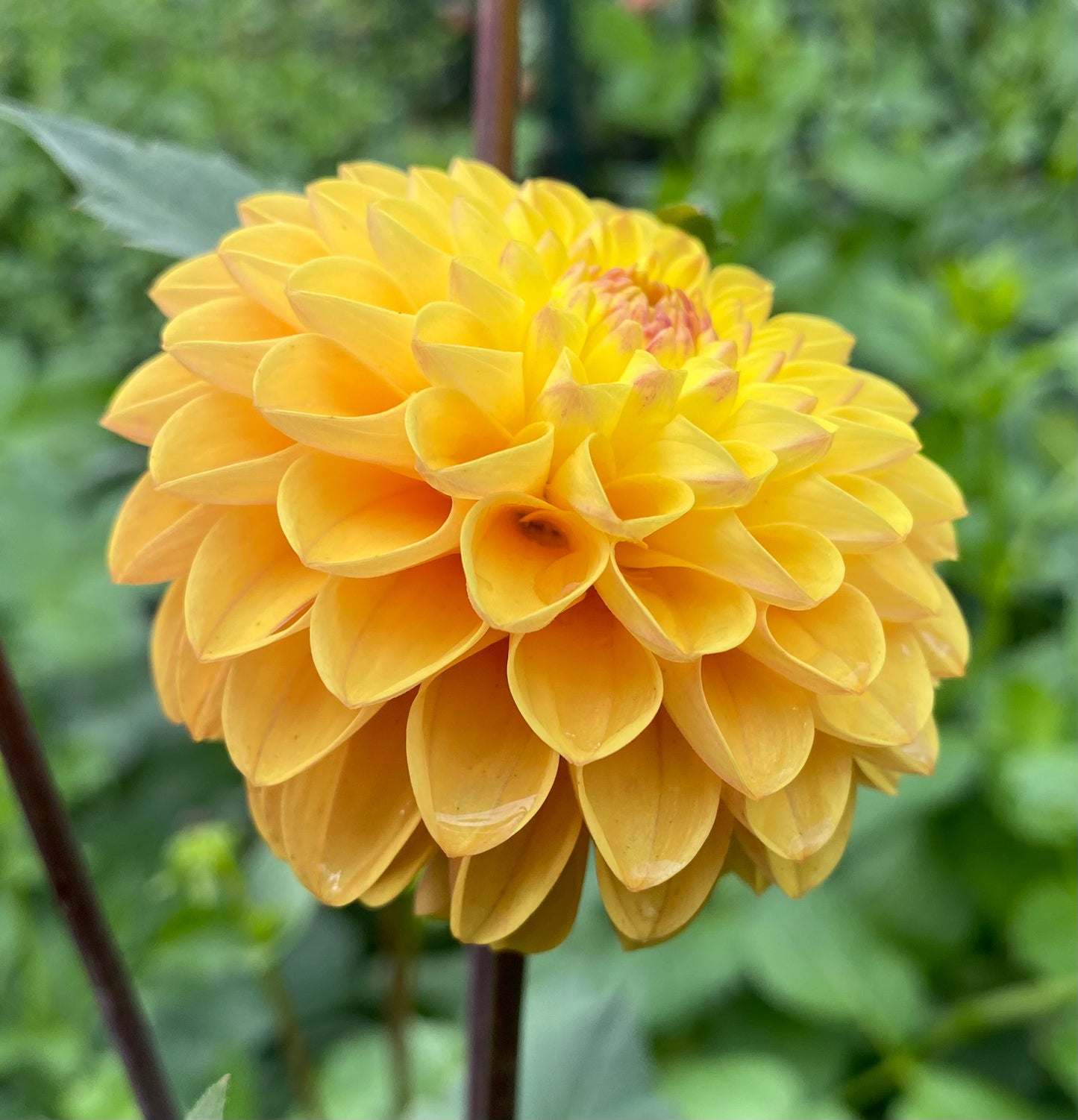 Clearview Butterscotch - Tuber