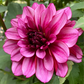 Aspasia (Euro Variety) - Tuber - LIMIT 1