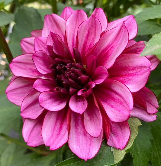 Aspasia (Euro Variety) - Tuber - LIMIT 1
