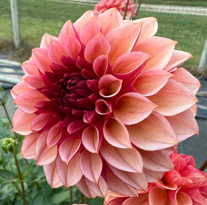 Peach Macaron (Japan variety) - Tuber