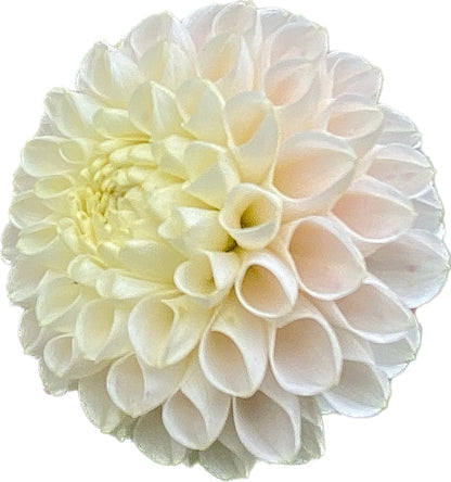 Hollyhill Pollyanna - Tuber