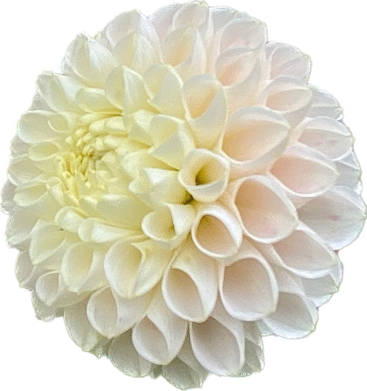 Hollyhill Pollyanna - Tuber