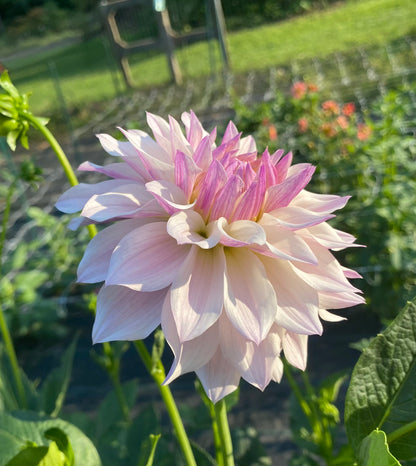 Bloomquist Compare - Tuber