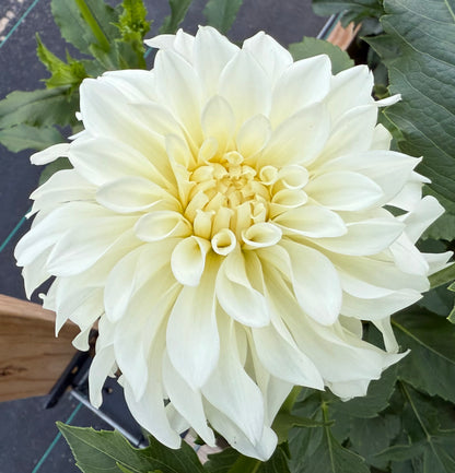 Korb’s River Bend Jean - Tuber