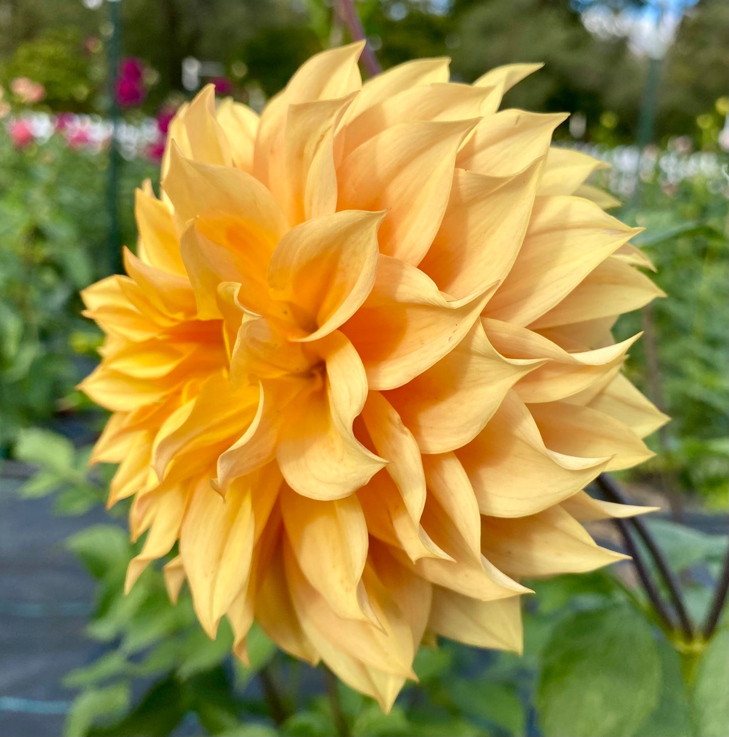 Country Sweetheart - Tuber