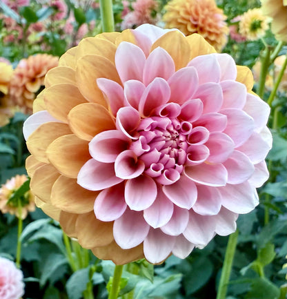 Bell’s Sienna Rose - Tuber